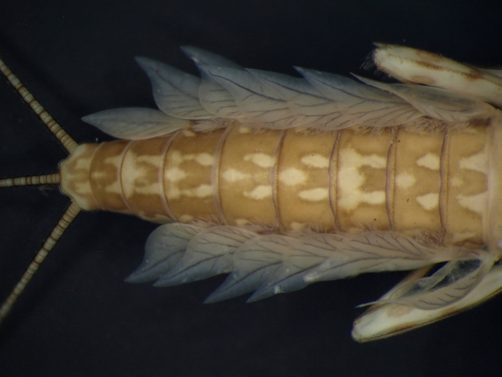 Kageronia fuscogrisea